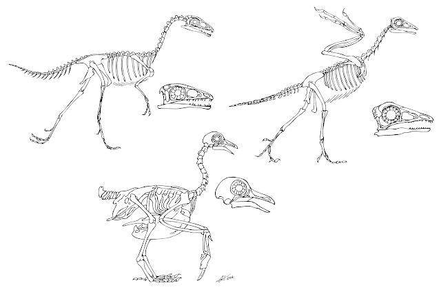#archaeopteryx #compsognathus #pidgeon #dinosaurs #birds #evolution