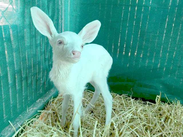 Tiny Albino Baby Deer Was Found Stranded In The Middle Of The Road