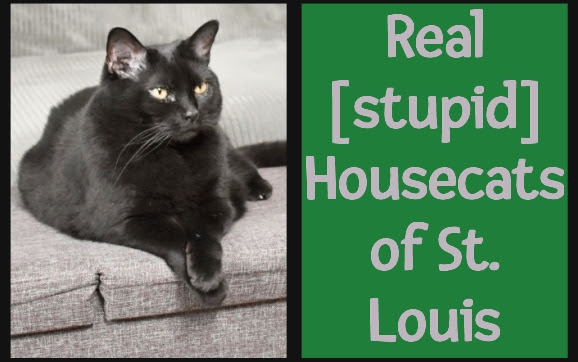 Real [stupid] Housecats of St. Louis