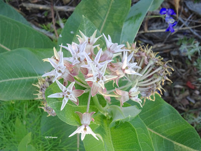 showy milkweed