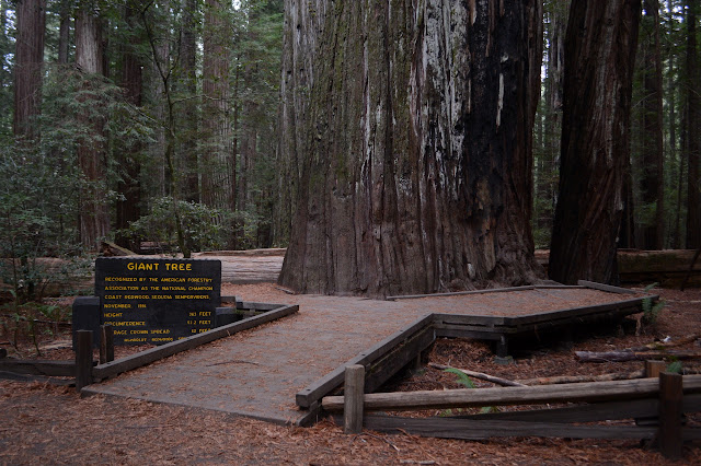 giant tree, the sign says so