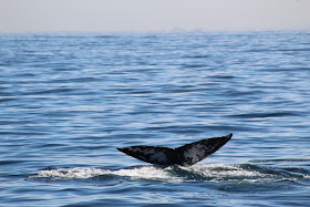 Gray Whale Tail 