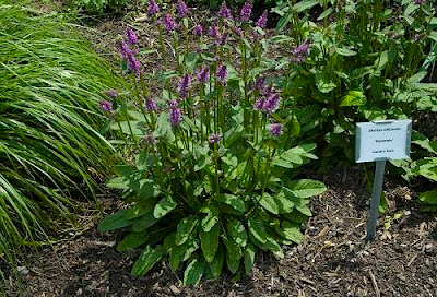 Deer Resistant Flowers