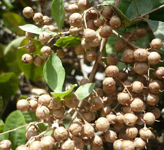 Menhdi seeds