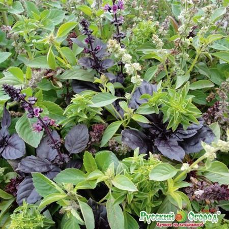 Hạt giống Rau húng quế hỗn hợp