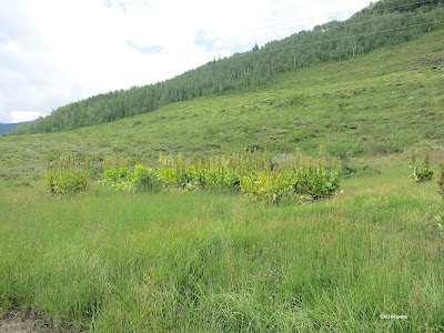 Veratrum californicum, Rocky Mountains