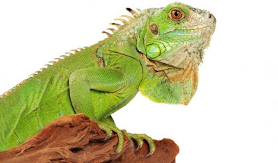 Iguana_associazione_mammagatta