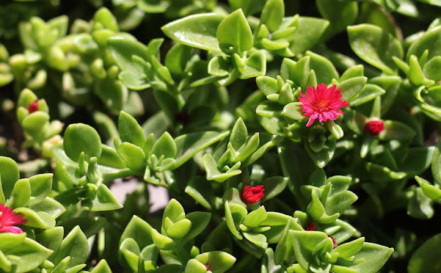 Aptenia Cordifolia Flowers Pictures