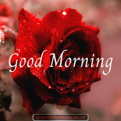 Lovely good morning images with rose flowers