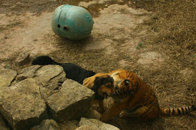 interspecies friendships, a dog and tiger, funny animal photos, animal pictures, dog and tiger cub at the zoo, dog and tiger are friends