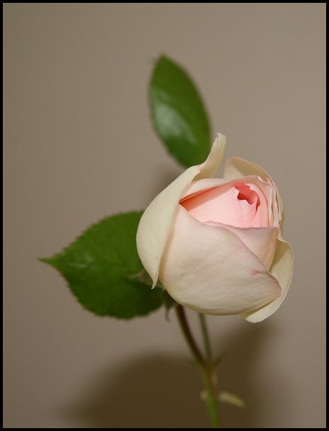 Love And Peace Rose. This is the first rose from