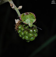 Chinche verde o hedionda (Nezara viridula) 