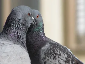 זוג יונים