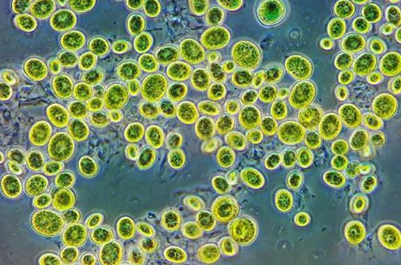 Alga Diamati Pada Mikroskop