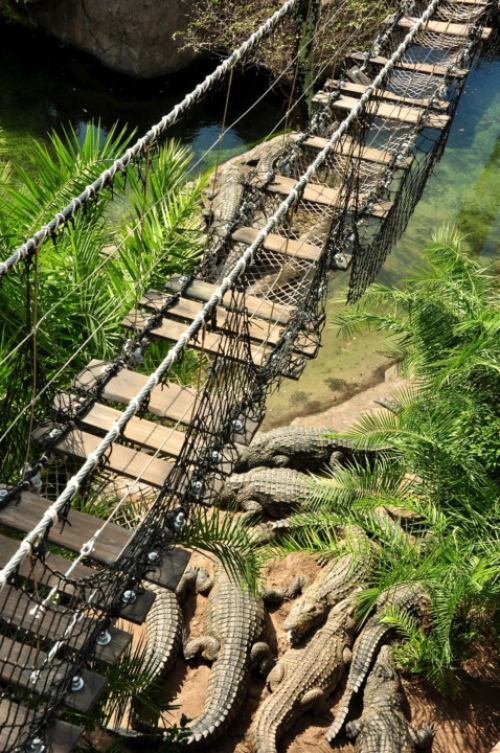 「走過鱷魚橋」的圖片搜尋結果