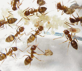 Worker ants of Nylanderia sp