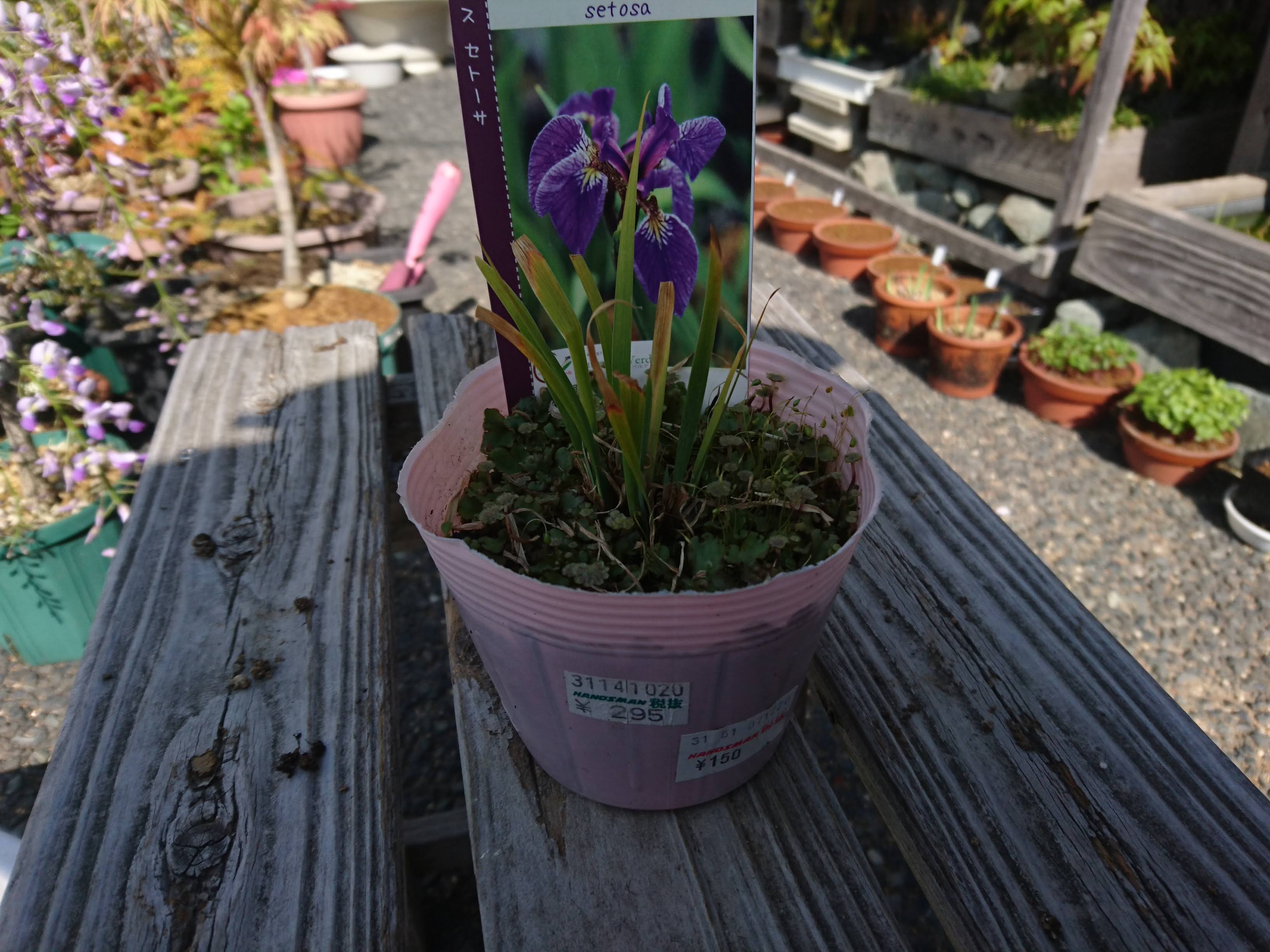 アヤメの育て方 小さな鉢に植え付けてミニ盆栽で美しい紫色の花を楽しむ メダカの大工