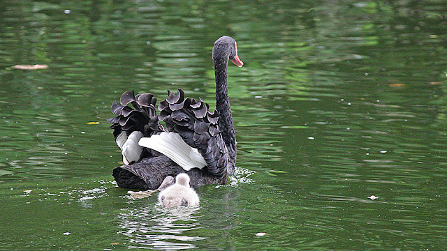 swan black isola mauritius isle isole maurizius bird birdwatching