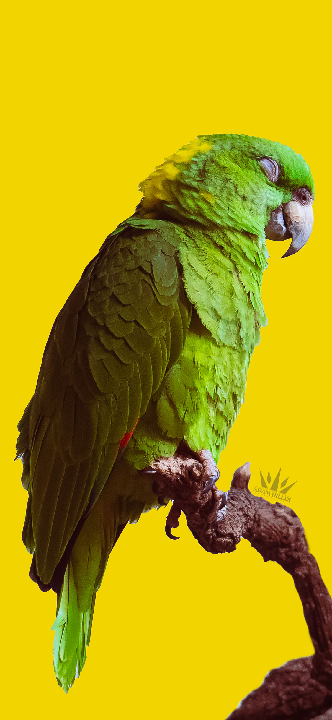 خلفية ببغاء للجوال اجمل خلفيات صفراء Parrot Wallpaper