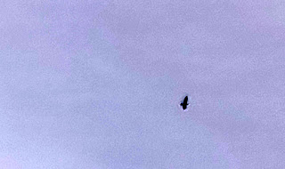An eagle swoops overhead