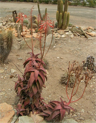 Aloe pearsonii