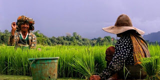 Petani dan Kebijakan di Indonesia