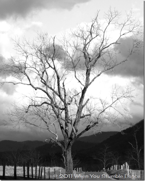 Tree 5 BW