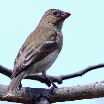 "Common Rosefinch - Carpodacus erythrinus passage migrant perched on a dry branch."