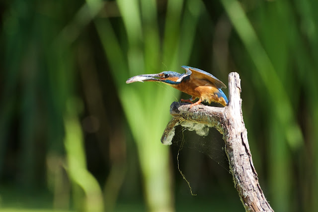 RSPB Rye Meads - Common Kingfisher छोटा किलकिला, राम चिरैया, शरीफन, निता मछराला  (Alcedo atthis)