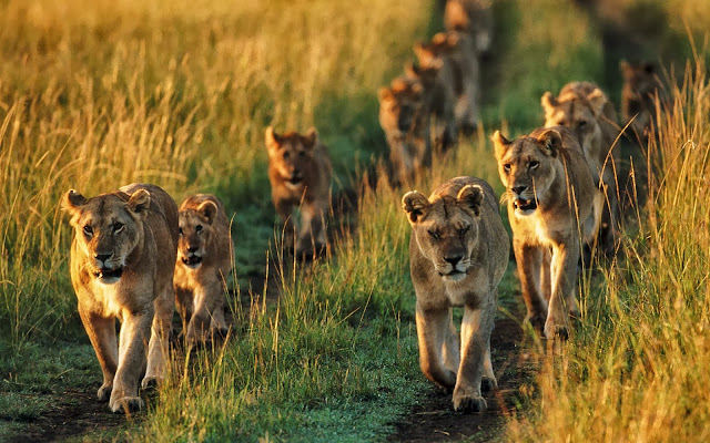 Foto met leeuwenfamilie in het wild