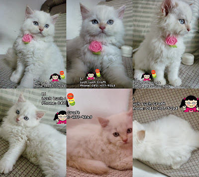 The Story of My Cats: Jual - Beli Kucing Persia Anggora 