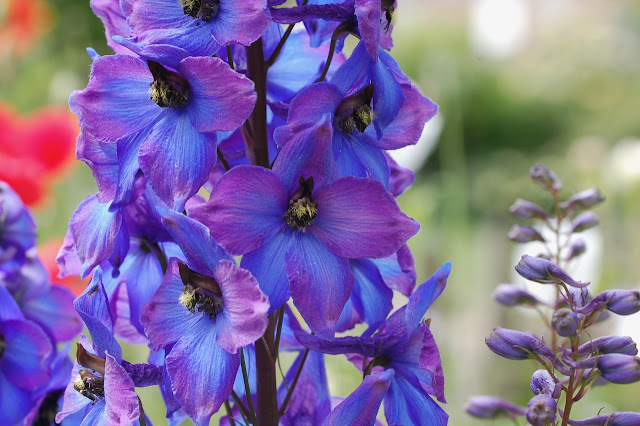 Delphinium 'Grunberg'