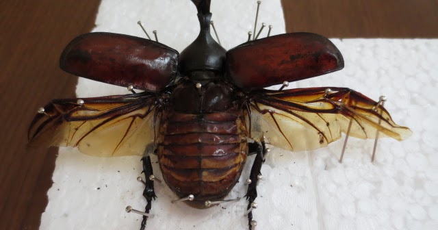 飛んでいるようにみえるカブトムシの標本を作ってみました でかじよーぶろぐ