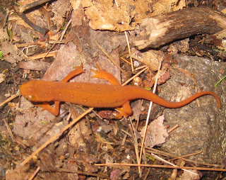 Red eft