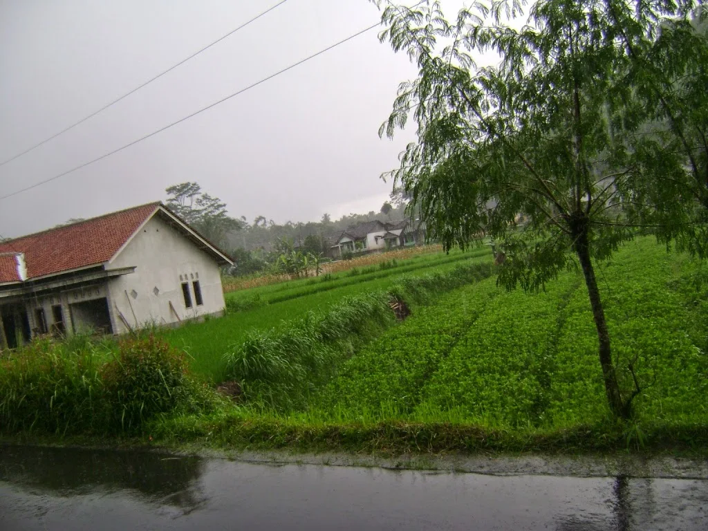 Jual Tanah Sawah di Temanggung