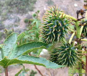  castor bean or castor plant (Ricinus communis)