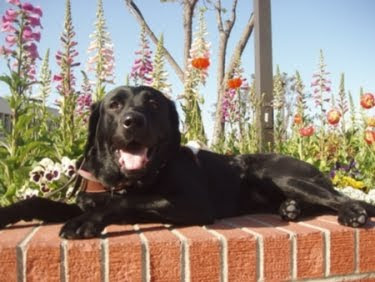 Black Lab guide Pasta