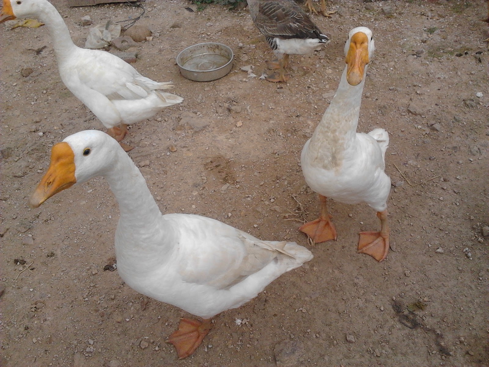 Penternakan Ayam Kampung Asli Ori Induk Angsa Putih  Jantan