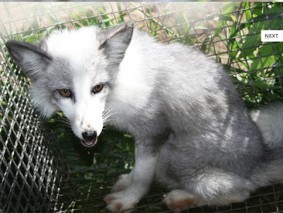 Domesticated Silver Fox Seen On www.coolpicturegallery.us