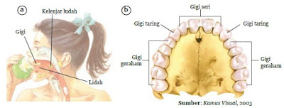 rongga mulut dan macam-macam gigi