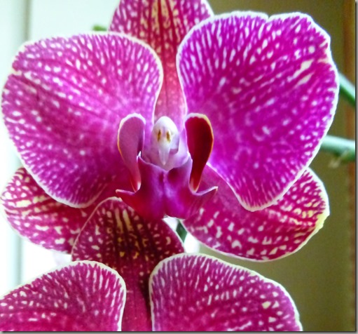 orchids 029