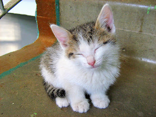 Little Grey Eyes Kitten