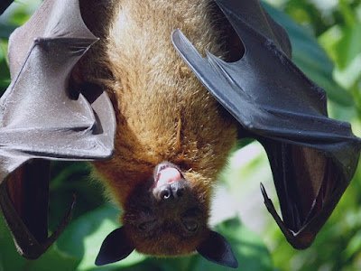 Facts About Bats