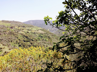Topolia Gorge Crete view top fig tree