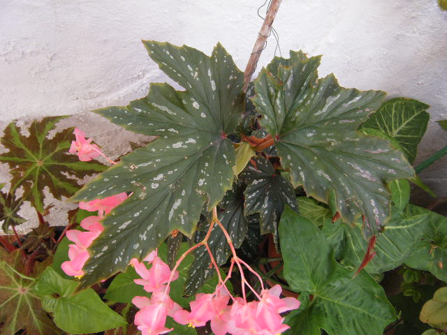 2010_10020033.JPG