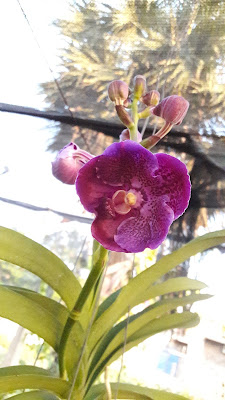 Vanda orchids 