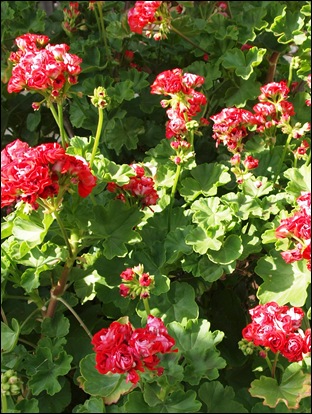 Juni2009 424