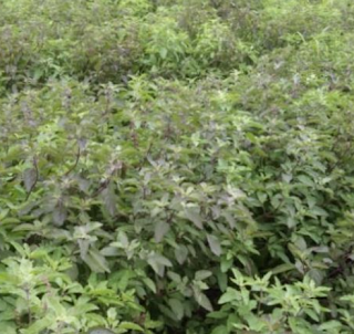 tulsi-farming