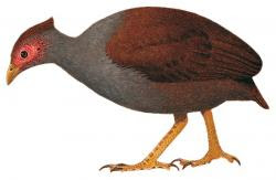 Talégalo papúa (Megapodius decollatus)