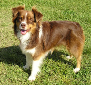 Australian Shepherd Dog Picture